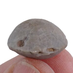 Platycystites levatus