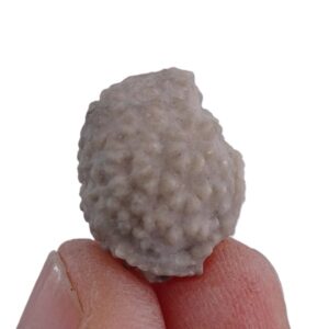 Oklahomacystis tribrachiatus