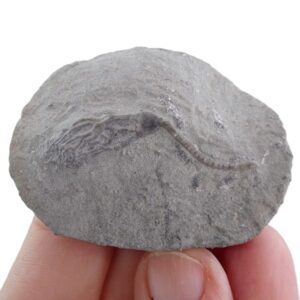 Cyathocrinites kelloggi