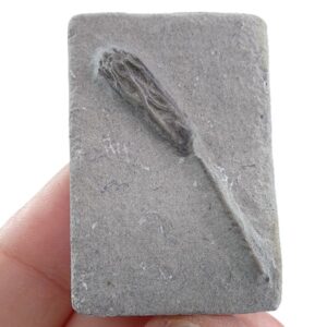 Parisocrinus crawfordsvillensis