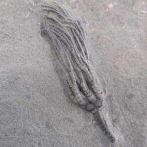 Parisocrinus crawfordsvillensis