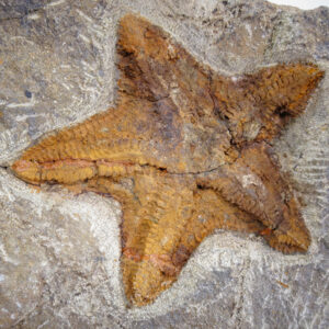 Asteroidea