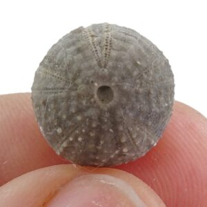 Codiopsis lorini