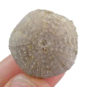 Codiopsis lorini
