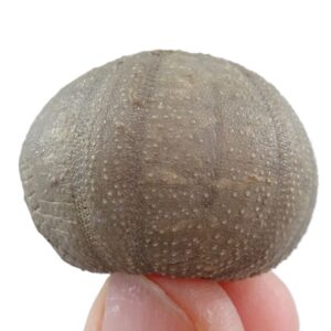 Codechinus rotundus