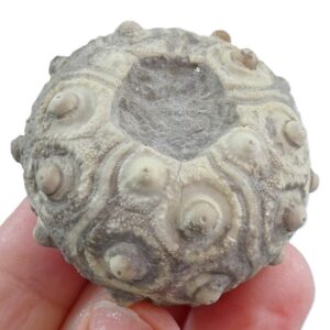 Balanocidaris glandifera