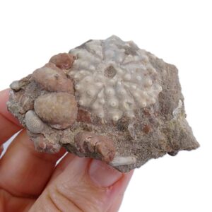 Acrocidaris nobilis