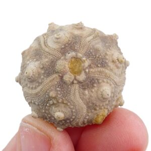 Pseudocidaris mammosa