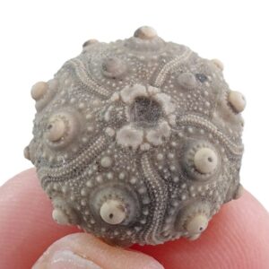 Pseudocidaris mammosa