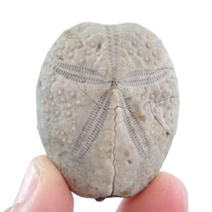 Maretia aragonensis