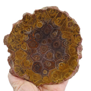 Hexagonaria hexagona