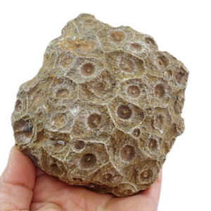 Hexagonaria hexagona