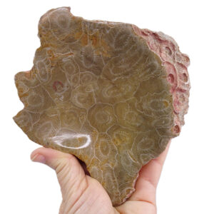 Hexagonaria hexagona