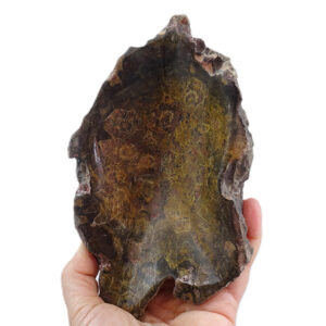 Hexagonaria hexagona