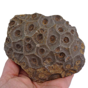 Hexagonaria hexagona