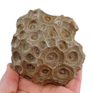 Hexagonaria hexagona