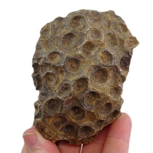 Hexagonaria hexagona