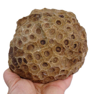 Hexagonaria hexagona