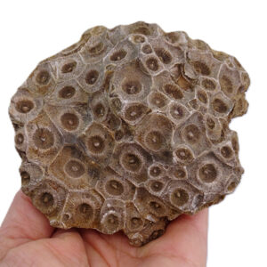 Hexagonaria hexagona