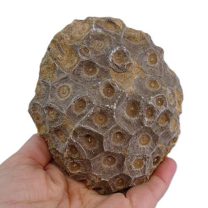 Hexagonaria hexagona