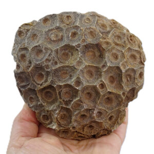 Hexagonaria hexagona