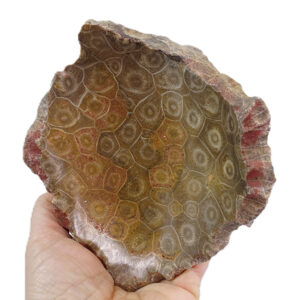Hexagonaria hexagona