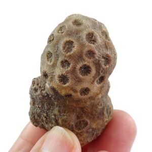 Stylina sp.