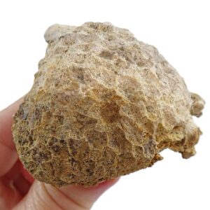 Isastrea limitata