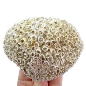 Tarbellastraea conoidea