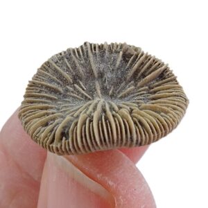 Trochocyathus sp.