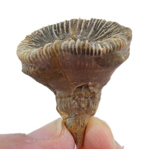Pattalophyllia sinuosa