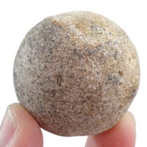 Heterastridium conglobatum