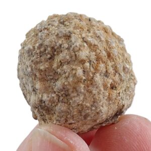 Heterastridium conglobatum