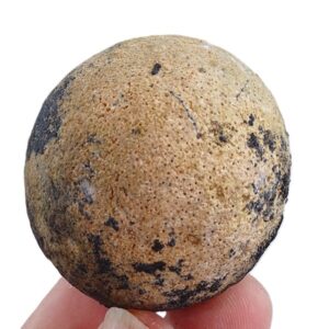 Heterastridium conglobatum