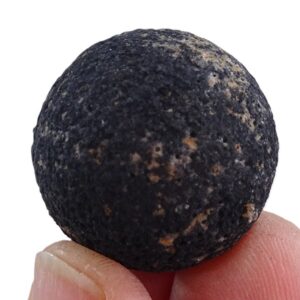 Heterastridium conglobatum