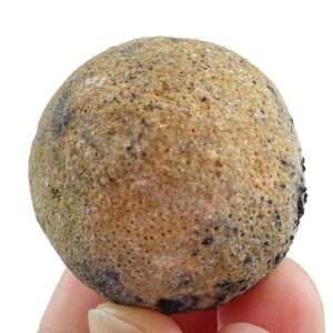 Heterastridium conglobatum