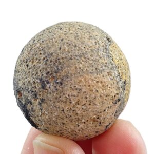 Heterastridium conglobatum
