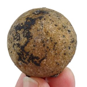 Heterastridium conglobatum