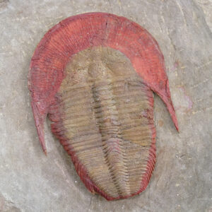 Harpides sp.