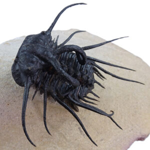 Dicranurus monstrosus y Zlichovaspis rugosa