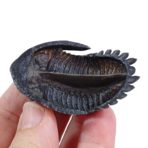 Hollardops burtandmimiae
