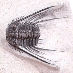 Leonaspis haddanei