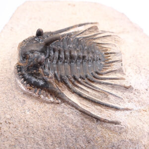 Kettneraspis prescheri