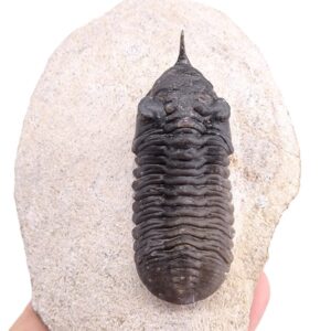 Morocconites malladoids
