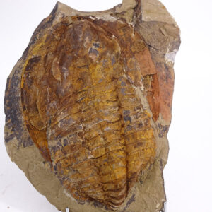 Cambropallas telesto