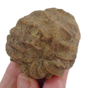 Saeptiphyllia scalaria  VENDIDO