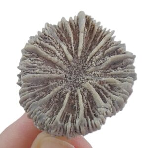 Aplocyathus sp.  VENDIDO
