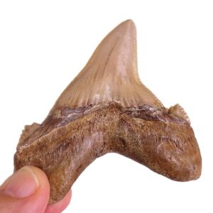 Carcharocles auriculatus
