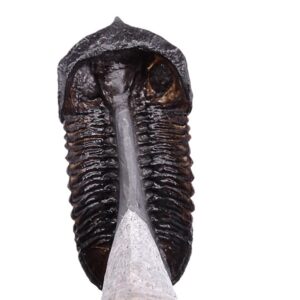 Morocconites malladoids