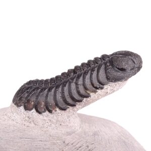 Morocops ovatus